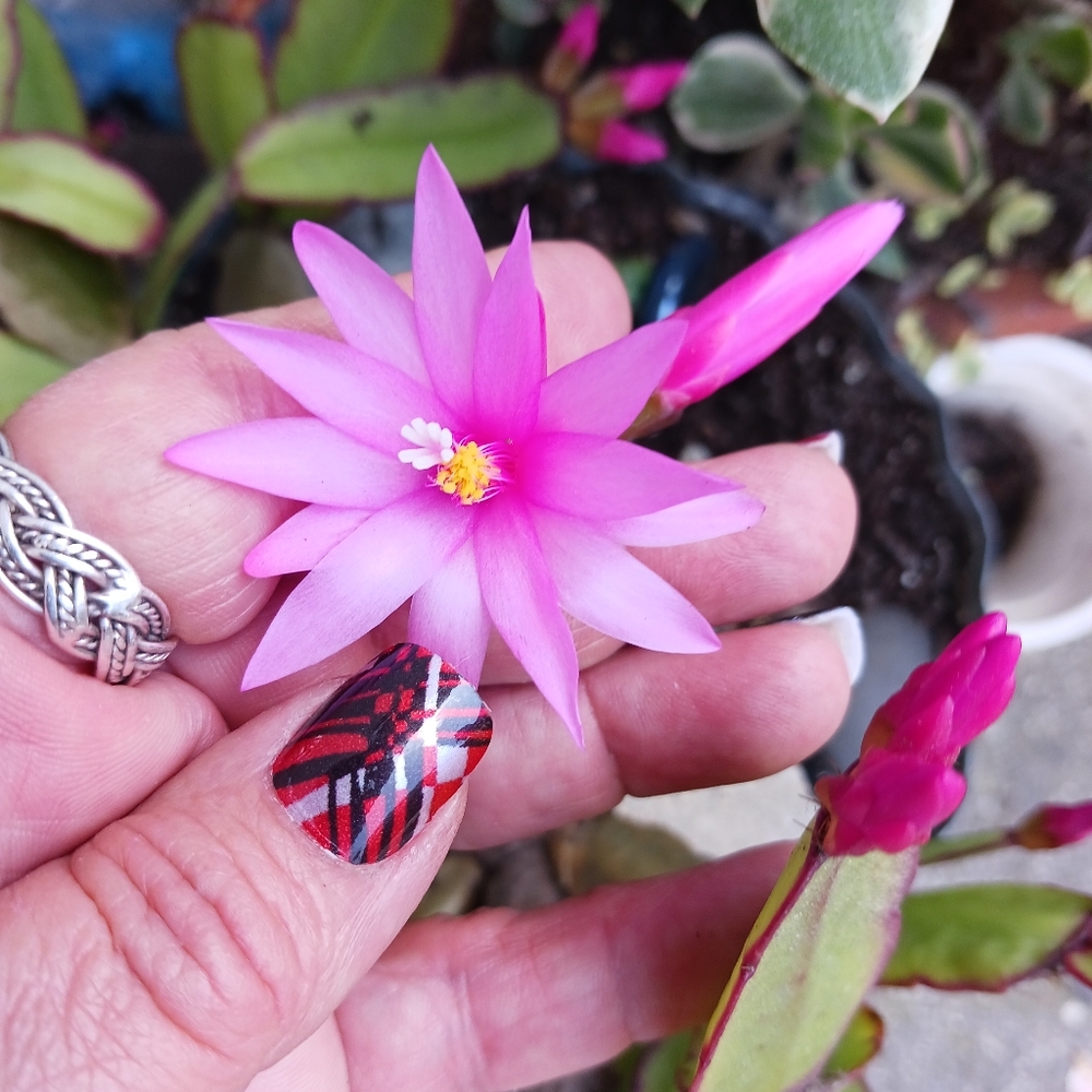 NAIL WRAP 💅by HANNAHINSTYLE.COM - Picture 5 of 7